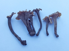Craterellus subundulatus