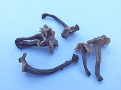 Craterellus subundulatus