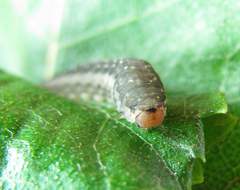 Empria candidata