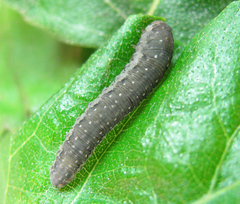 Empria candidata