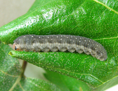 Empria candidata