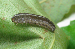Empria candidata