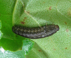 Empria candidata