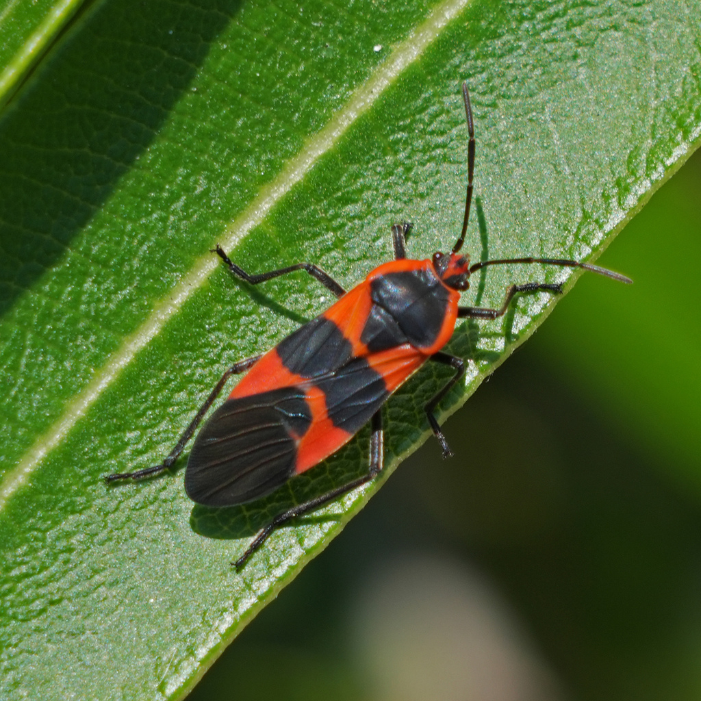 Large Milkweed Bug from Featherly Regional Park, CA, USA on June 8 ...