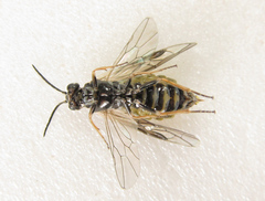 Empria candidata