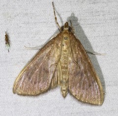 Protonoceras mitis
