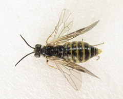 Empria candidata