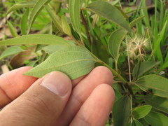Chromolaena leivensis