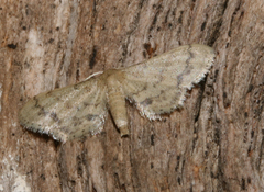 Idaea squamulata