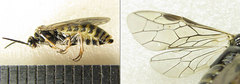 Empria candidata