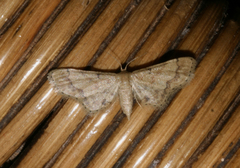 Idaea squamulata