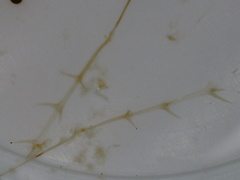 Bythotrephes longimanus