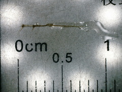 Bythotrephes longimanus