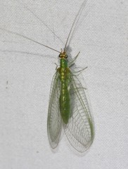 Plesiochrysa atalotis