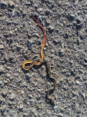 Diadophis punctatus similis