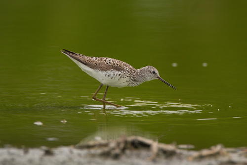 Marsh Sandpiper