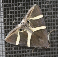Grammodes oculicola