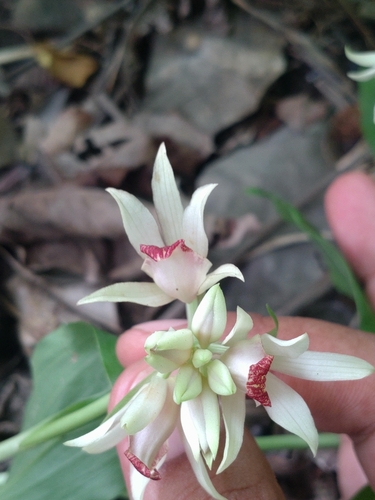 Calanthe amboinensis observed 2023-06-10