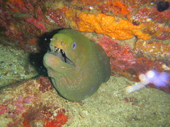 Gymnothorax castaneus