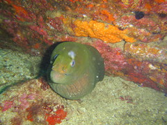 Gymnothorax castaneus