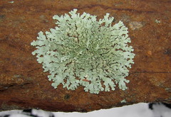 Xanthoparmelia plittii