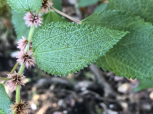 Phenax hirtus
