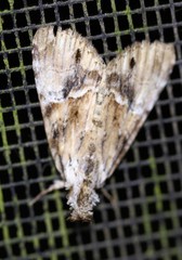 Alophosoma emmelopis