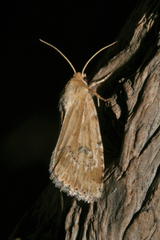 Heliocheilus stigmatia