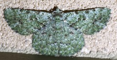 Aeolochroma hypochromaria