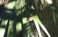 Lycorea halia discreta