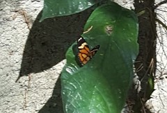 Lycorea halia discreta