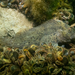 Feather Blenny - Photo (c) Neil DeMaster, some rights reserved (CC BY-NC), uploaded by Neil DeMaster