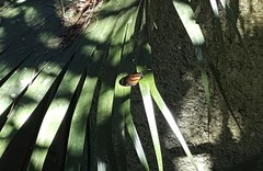 Lycorea halia discreta