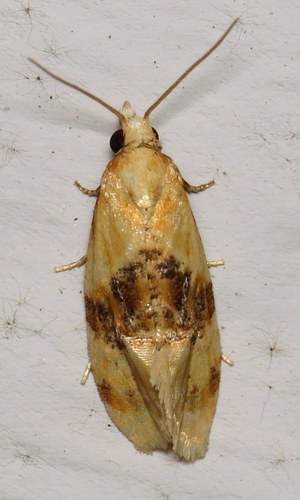 Banded Sunflower Moth photo 2