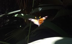 Lycorea halia discreta