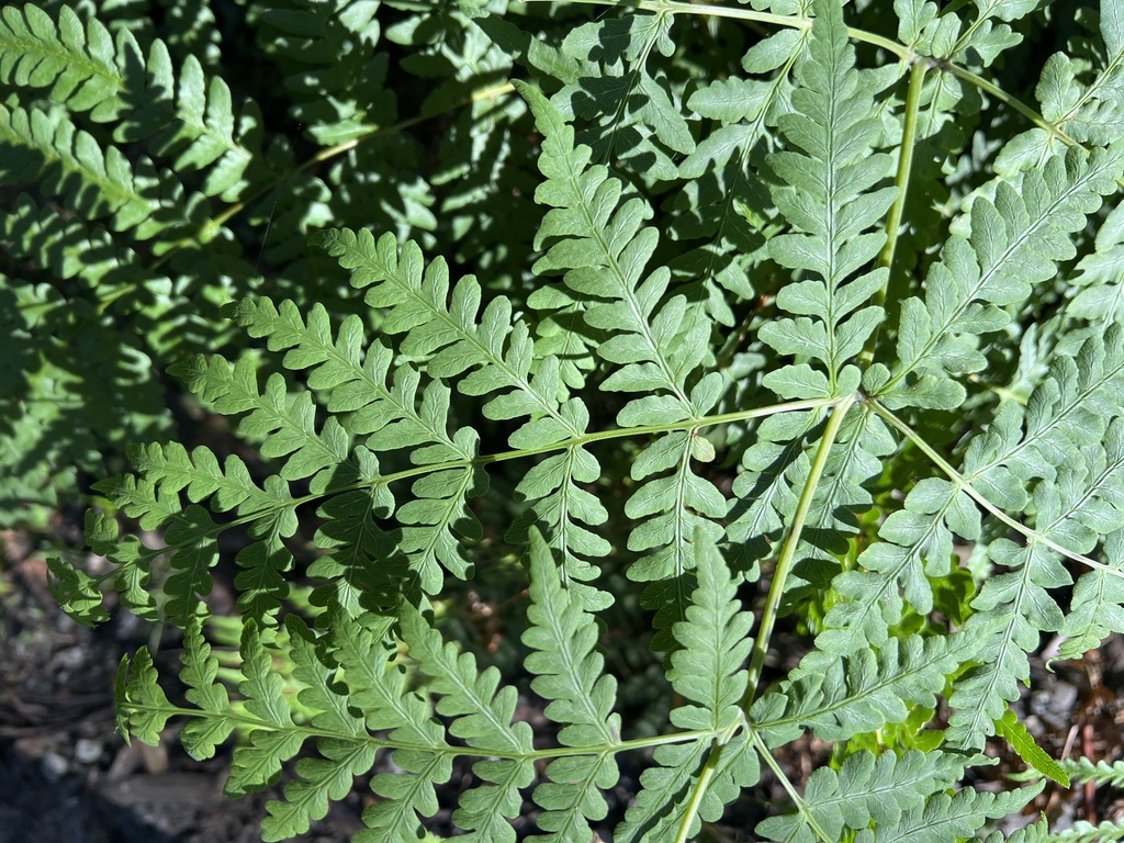 Water Fern from Gordon Ave, VIC, AU on June 11, 2023 at 1142