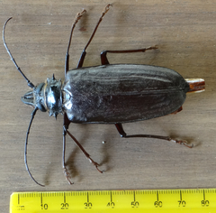 Anthracocentrus capensis