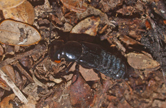 Creophilus oculatus