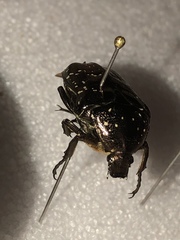 Protaetia orientalis