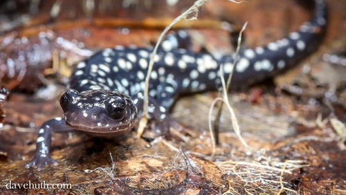 Northern Slimy Salamander