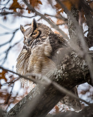 Bubo virginianus