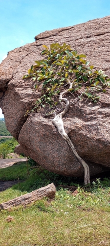 Image of Ficus mollis by (c) Chandu Bandi, some rights reserved (CC BY)