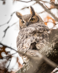 Bubo virginianus