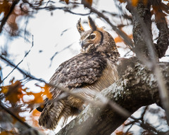 Bubo virginianus