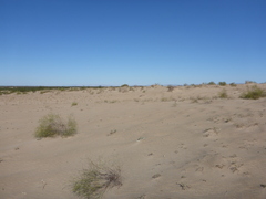 Eriogonum deserticola