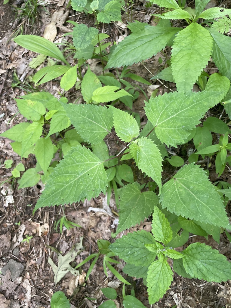 white snakeroot from Byron Herbert Reece, Blairsville, GA, US on May 31 ...