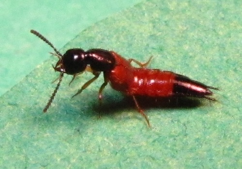 Large rove beetle photo 4