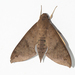 Lesser Ficus Sphinx - Photo (c) Wayne Fidler, some rights reserved (CC BY-NC), uploaded by Wayne Fidler