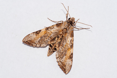 Isognathus rimosa