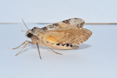 Isognathus rimosa